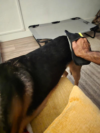 לא נשארה אפילו שערה אחת על הכלבה שלי!